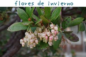 Baixar flores de inverno pdf, epub, eBook