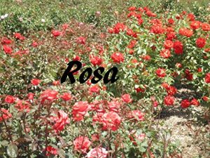 Baixar Rosa pdf, epub, eBook