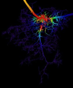 Baixar Chain of Ghosts: Resonance in Language, Story, and the Brain (English Edition) pdf, epub, eBook