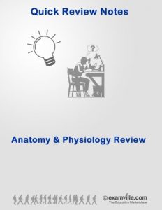 Baixar Physiology Quick Review: Digestive System Review (800+ Facts) (English Edition) pdf, epub, eBook