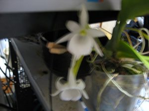 Baixar era-wofukumumakueri-suanngou (Japanese Edition) pdf, epub, eBook