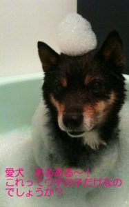 Baixar aikenaruaru koretteutinokodakenanodesyouka (Japanese Edition) pdf, epub, eBook