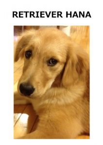 Baixar Album of Golden Retriever HANA Time of naughty (Japanese Edition) pdf, epub, eBook