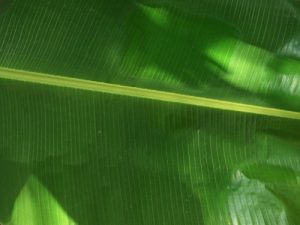 Baixar LE DESERT (French Edition) pdf, epub, eBook