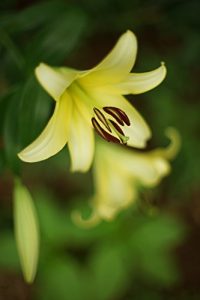 Baixar oldlenskaihoudoumeiich: SuperTakumar 50mm old lens kaihou doumei (Japanese Edition) pdf, epub, eBook