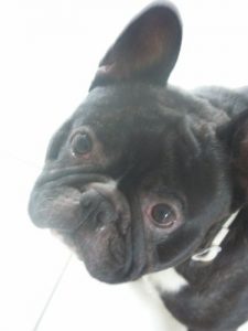 Baixar MELE ANGE (French Edition) pdf, epub, eBook