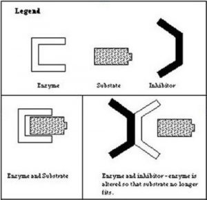 Baixar Digestive Enzymes and their Connection to Life Force and Longevity (English Edition) pdf, epub, eBook