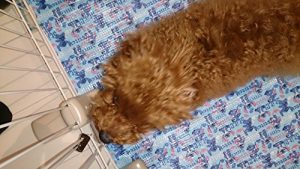 Baixar shikatomomiji (Japanese Edition) pdf, epub, eBook