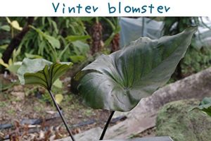 Baixar Vinter blomster (Danish Edition) pdf, epub, eBook