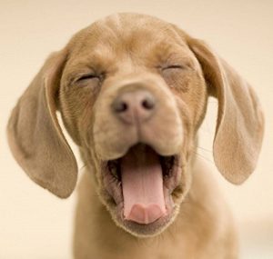 Baixar Hund anschaffen: aber Richtig (German Edition) pdf, epub, eBook