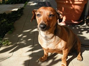 Baixar Dialoghi su Diritti degli Animali e Vegetarianismo pdf, epub, eBook