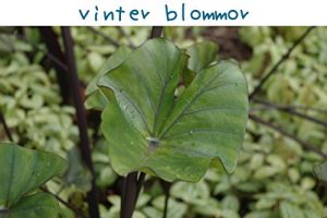 Baixar vinter blommor (Swedish Edition) pdf, epub, eBook