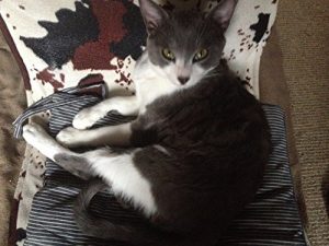 Baixar Tragedies of the cat counselor (Japanese Edition) pdf, epub, eBook