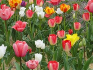 Baixar tatta300ennnohonnde300mannennmotokusuruhouhou (Japanese Edition) pdf, epub, eBook