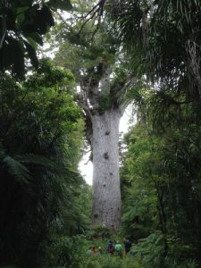 Baixar 50 Tage Backpacking in Neuseeland: im Neuseeland Backpacker-Bus – Ein Reisetagebuch aus dem Jahr 2013 – (German Edition) pdf, epub, eBook