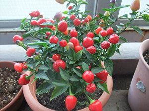 Baixar HATARAKIKATA (Japanese Edition) pdf, epub, eBook