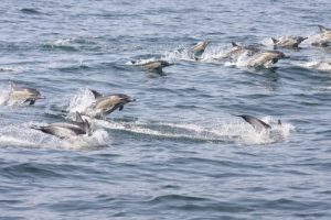 Baixar Voyager gratos comme les dauphins (Free as the dolphins travel t. 4) (French Edition) pdf, epub, eBook