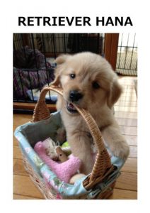 Baixar Album of Golden Retriever HANA Early Life (Japanese Edition) pdf, epub, eBook