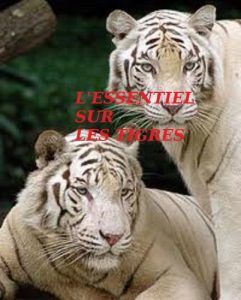 Baixar L’ESSENTIEL SUR LES TIGRES (French Edition) pdf, epub, eBook