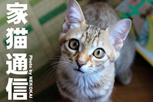 Baixar My home sweet cat (Japanese Edition) pdf, epub, eBook