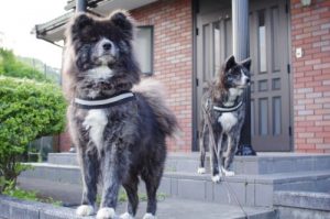 Baixar AKITA INU NANA TO YAMATO (Japanese Edition) pdf, epub, eBook