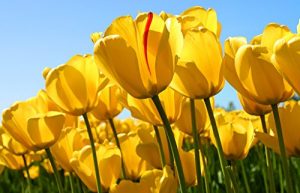 Baixar Internet Disorder: How to treat the Internet Addiction (Japanese Edition) pdf, epub, eBook