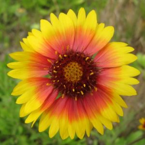 Baixar gakuennsainannpanoseikouhou (Japanese Edition) pdf, epub, eBook