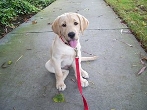 Baixar 42 year old rants (English Edition) pdf, epub, eBook