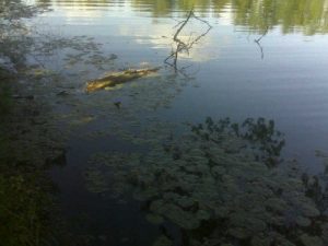 Baixar Das Phantom vom Klausensee. Krokodilpartisanen unterwegs (German Edition) pdf, epub, eBook