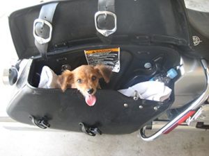 Baixar Rocky The Rescue Dog: A Tail of Adventure (The Adventures of Rocky The Rescue Dog Book 1) (English Edition) pdf, epub, eBook