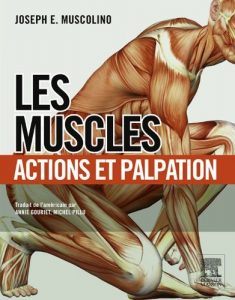 Baixar Les muscles : actions et palpation pdf, epub, eBook