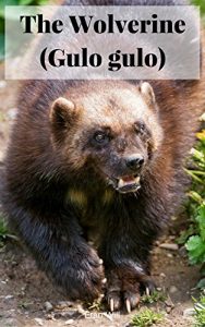 Baixar The Wolverine : Picture The Wolverine (Gulo gulo)  (English Edition) pdf, epub, eBook