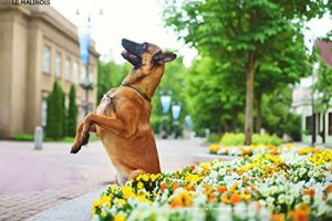 Baixar Le Berger Belge Malinois: CHIENS DE RACE (French Edition) pdf, epub, eBook