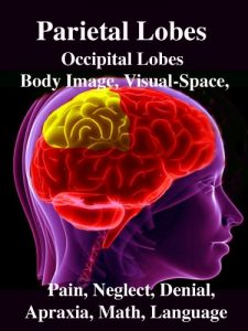 Baixar Parietal Lobes: Occipital Lobes, Body Image, Visual-Space, Pain, Neglect, Denial, Apraxia, Math, Language (English Edition) pdf, epub, eBook
