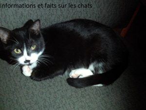 Baixar Informations et faits sur les chats (French Edition) pdf, epub, eBook