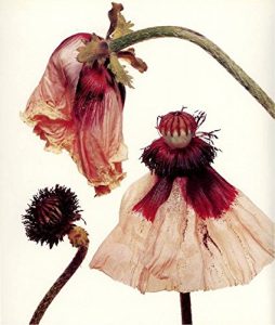 Baixar Parlami come la pioggia pdf, epub, eBook