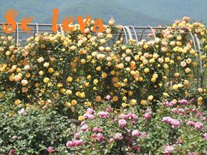 Baixar Se leva (French Edition) pdf, epub, eBook