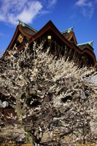 Baixar Shinzo Abe Theorie (German Edition) pdf, epub, eBook