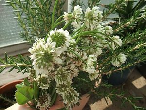 Baixar HEAVEN (Japanese Edition) pdf, epub, eBook