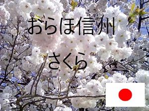 Baixar orahosinshusakura (Japanese Edition) pdf, epub, eBook