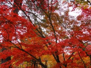 Baixar kyotoniikou (Japanese Edition) pdf, epub, eBook