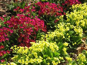 Baixar kanshifukanounettowa-kukoutikuge (Japanese Edition) pdf, epub, eBook