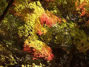 Baixar Gennekikyoudaiseiga Gennzaimotomerareteirushougaishashiennnitsuite Tamenntekinikousatsusuru (Japanese Edition) pdf, epub, eBook