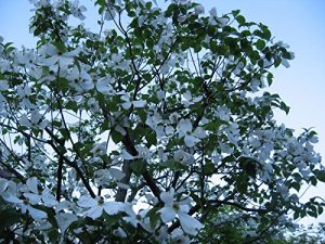 Baixar gusyanosakebi (Japanese Edition) pdf, epub, eBook