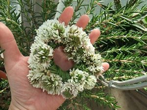 Baixar 1995 (Japanese Edition) pdf, epub, eBook