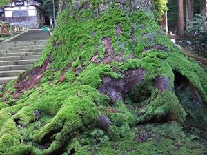 Baixar A LITTLE TREE TENSHI NO HASIGO (Japanese Edition) pdf, epub, eBook