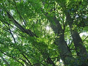 Baixar keiri-hamirutongatakougekinituyoigyouretuwomotiitakoukaikagianngou (Japanese Edition) pdf, epub, eBook