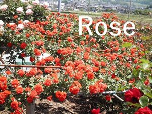 Baixar Rose (Danish Edition) pdf, epub, eBook