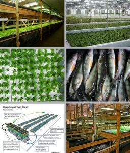 Baixar Aquaponics – Entrepreneurs Embrace Technology that Holds Key to Strengthening Local Food Systems and Increasing Food Security (English Edition) pdf, epub, eBook