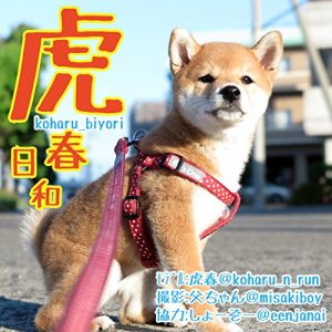 Baixar koharu_biyori: Shibainu koharu daily diary (Japanese Edition) pdf, epub, eBook